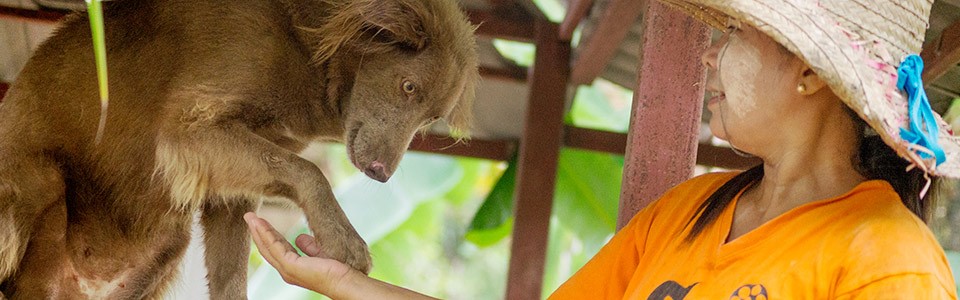 Soi Dog Foundation in Thailand