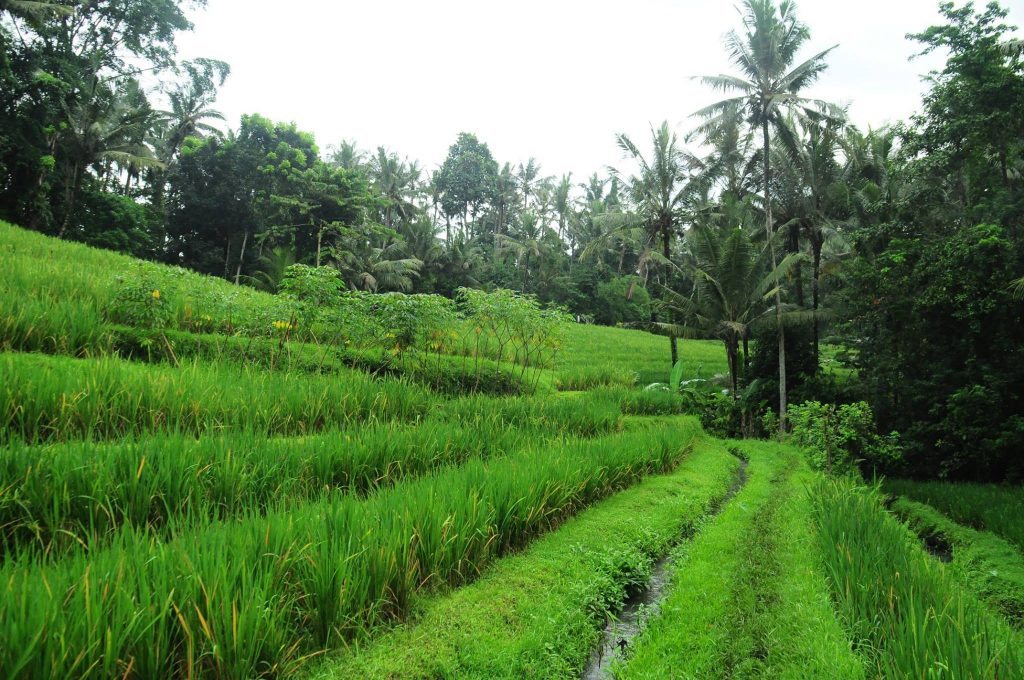 Bali's interior forms a stark contrast to the coast, and is blanketed with tea plantations, rice paddies and bamboo villages. Image: facebook.com/balihomestayprogram