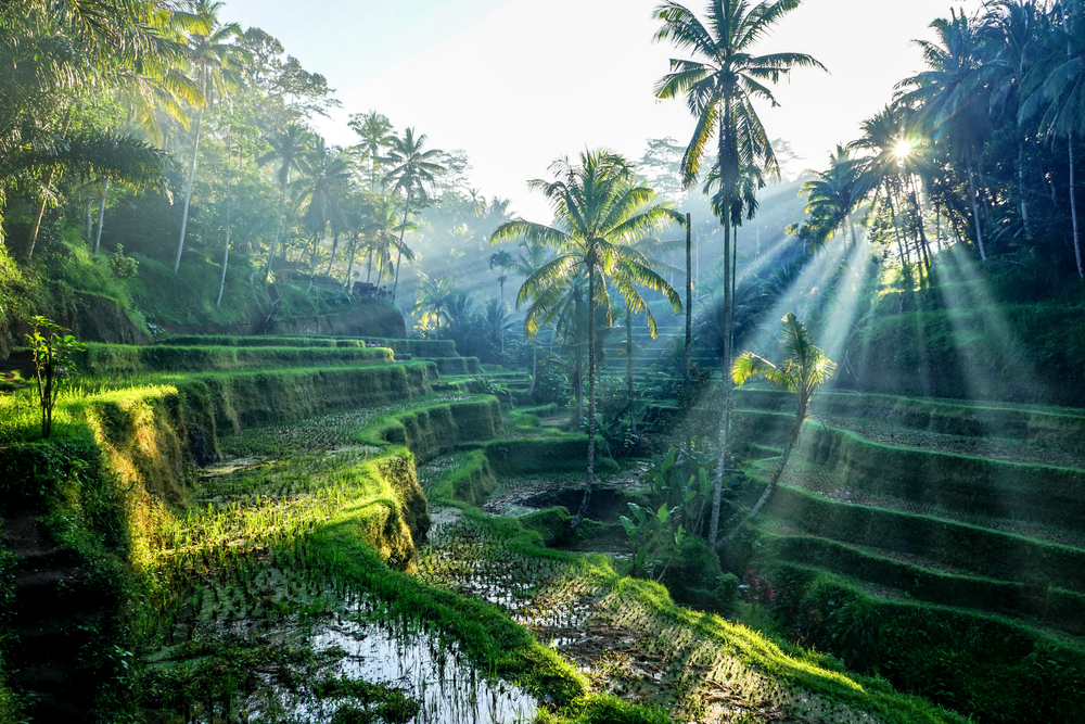 Ubud's rice fields are one of the area's most recognized sites