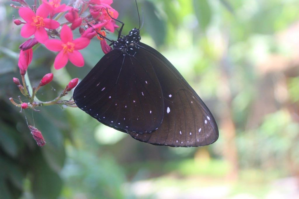 For more of a relaxing experience, head over to the recently-opened Kemenuh Butterfly Park. Image: https://www.facebook.com/Kemenuh-Butterfly-Park-443035885896798/