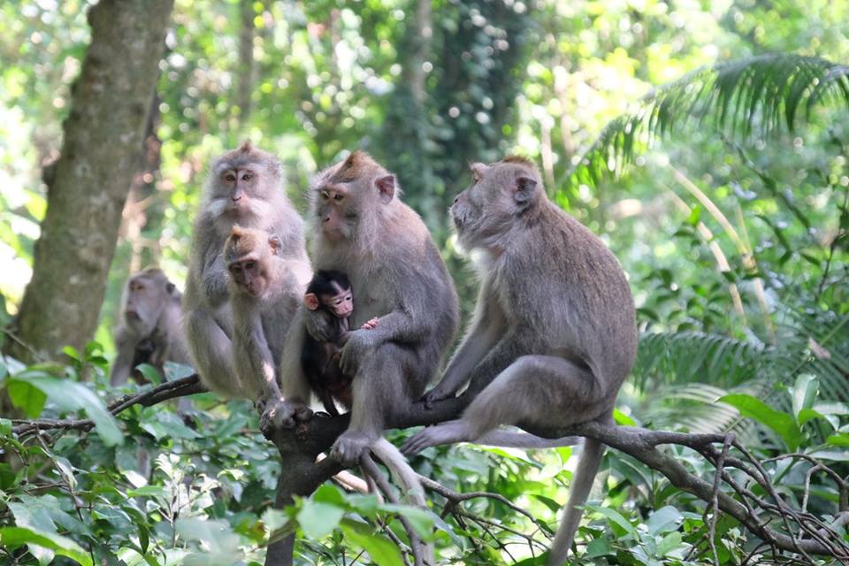 For any true animal lover, a visit to Bali would be incomplete without a trip to the sacred monkey forest in Ubud. Image: https://www.facebook.com/MonkeyForestUbud/