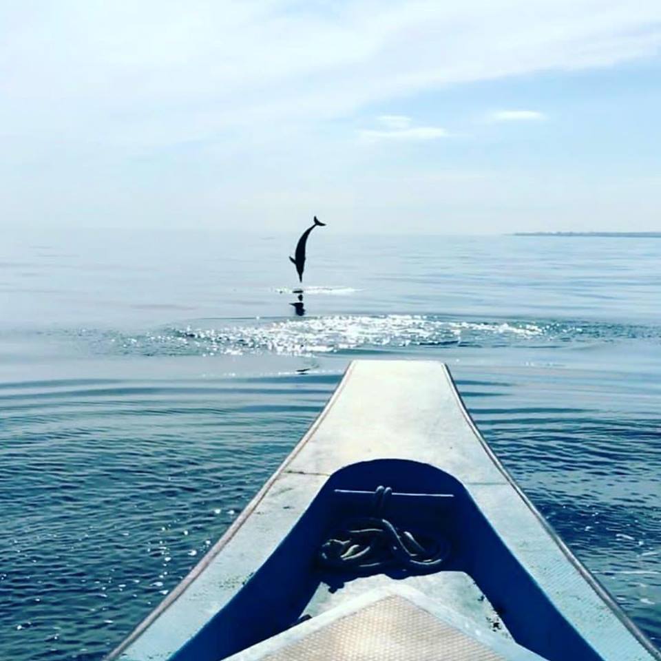 dolphin watching off the shore of Lovina Beach