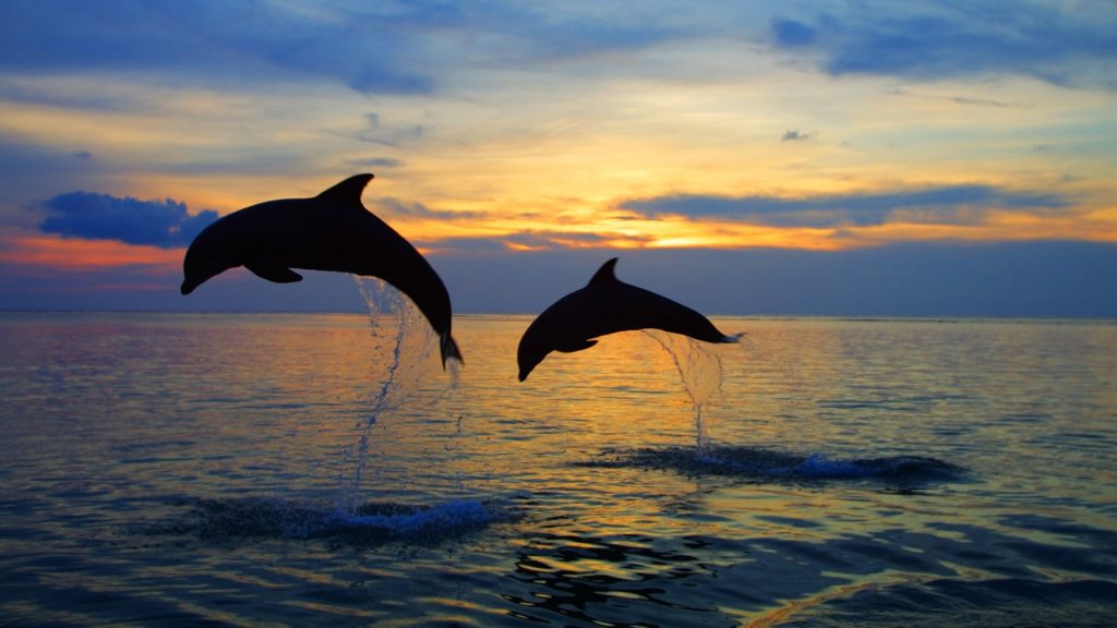Lovina is the perfect spot for watching dolphins in the sunset.