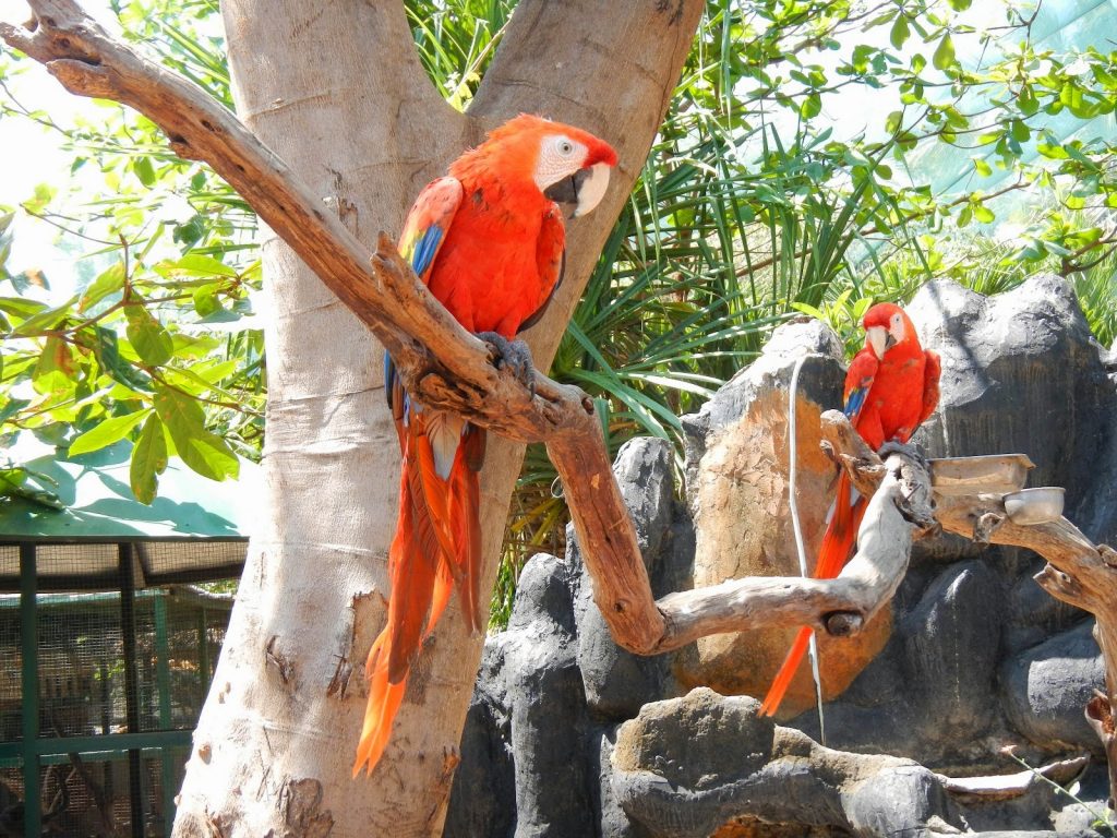 Gili Meno is perfect for those that can’t get enough of Bali’s tropical birdlife, Image: http://www.berbagifun.com/