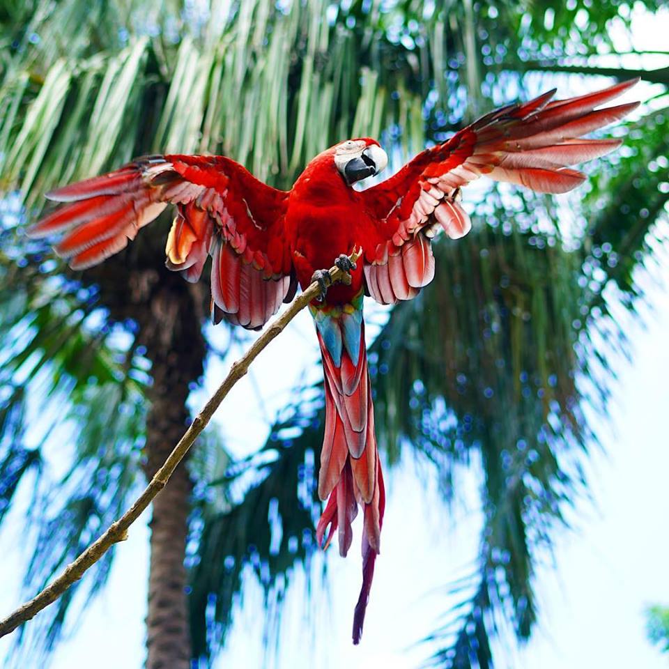 Visitors at the Bali Bird Park can stroll through the beautifully landscaped spaces as they gaze up at the vividly-coloured winged inhabitants. Image: www.facebook.com/balibirdparkofficial