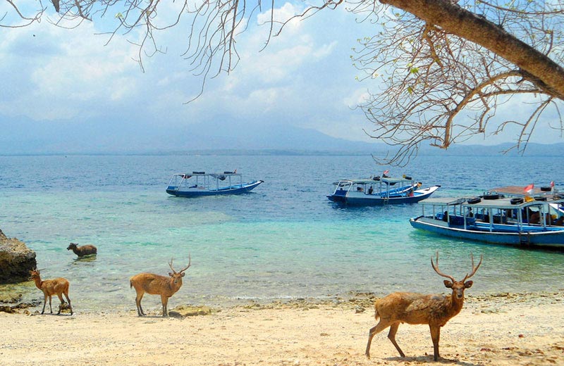 West Bali National Park -where else in the world can you see deer paddling in the ocean? Image: http://www.balibookingonline.com/