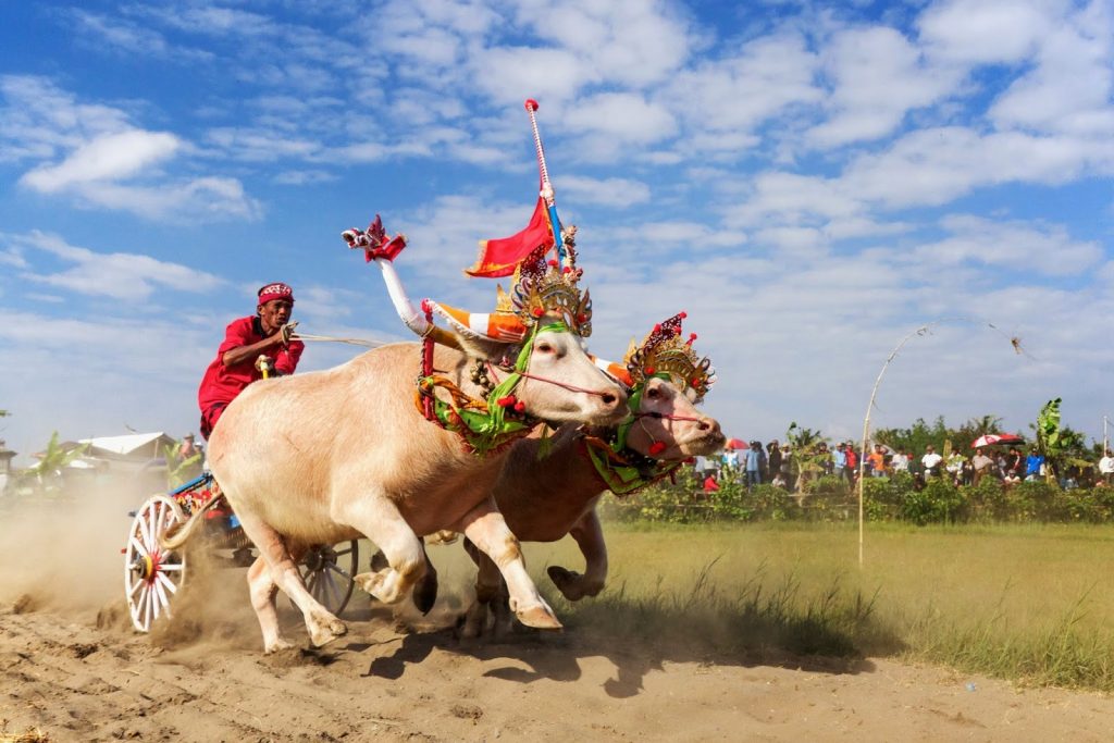 This adrenaline-fuelled sports event is the Olympics of buffalo racing. Image: www.vacanzeabali.it/blog/corsa-dei-bufali-bali-makepung