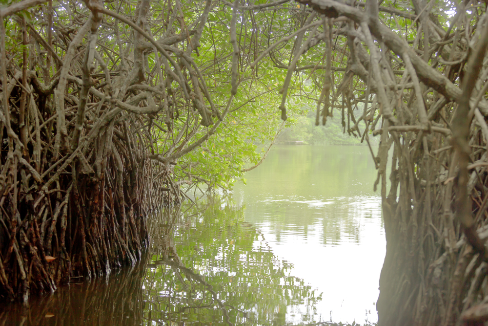 Madu Ganga River Safari is a great adventure