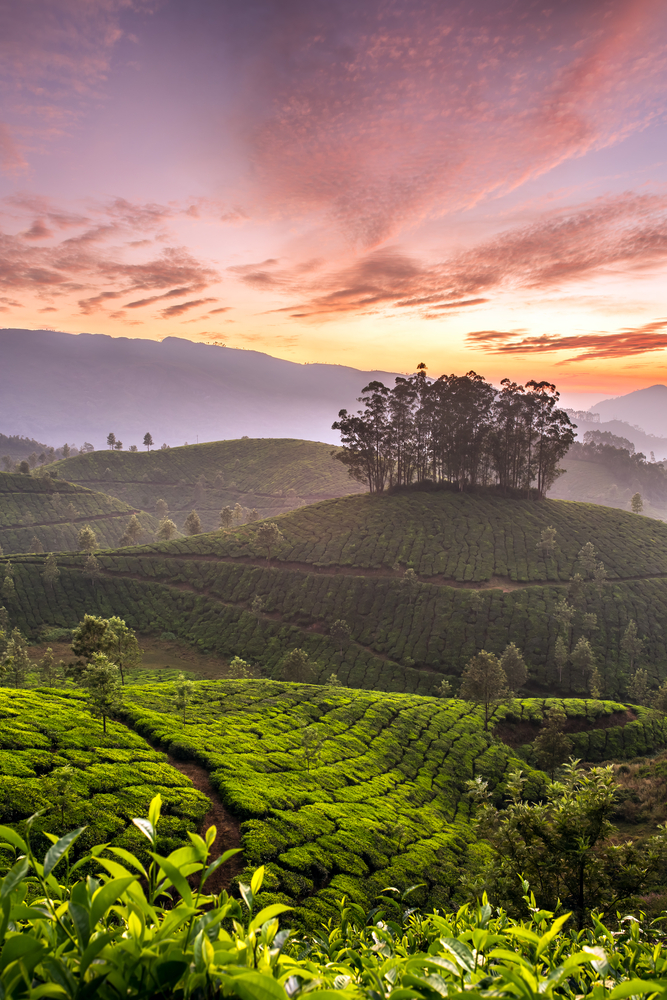 Sri Lanka (also kniwn as Ceylon) is home to one of the world's most known tea plantations