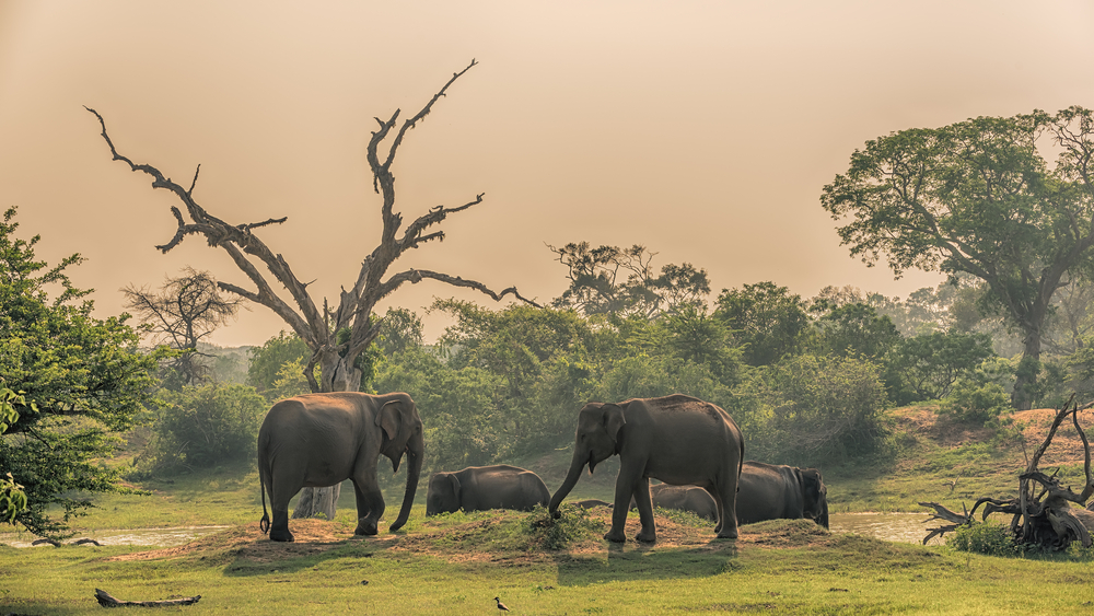 Elephants at Yala National Park