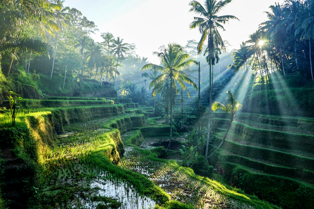 Download Capella Ubud Bali Indonesia Gif