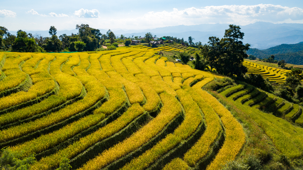 Thailand North rice terrace