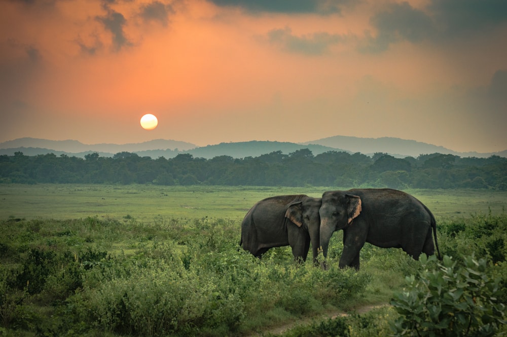 Saving elephants is one of the most important goals of wildlife conservation projects in Asia.