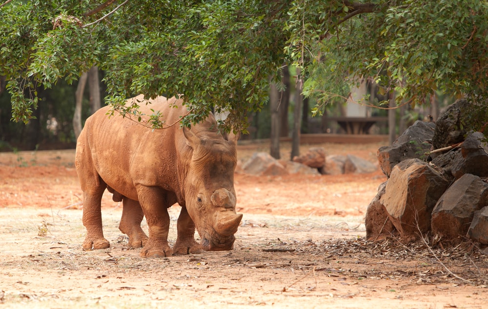 Rhino Conservation is key to keep the natural equilibrium on our planet.