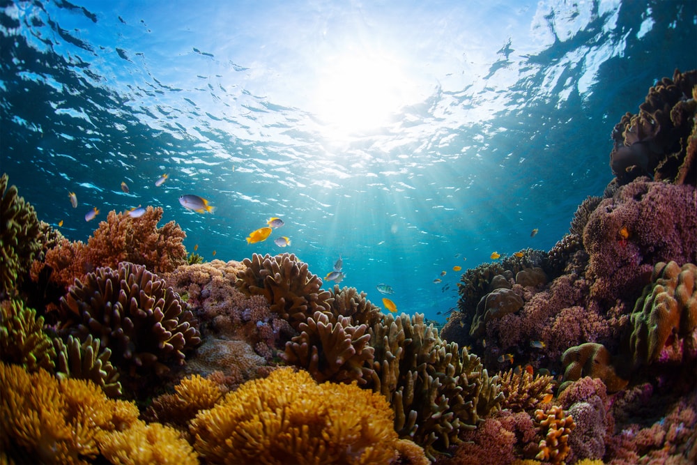 diving in Seminyak